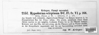 Hypoderma scirpinum image